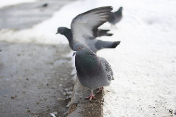 pigeon on the beach