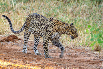 Leopard Panthera pardus Solitary powerful big cat walking with motion blur of paw Side view face head body Samburu National Reserve Kenya East Africa safari animal big five