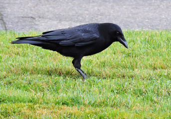 black crow on grass