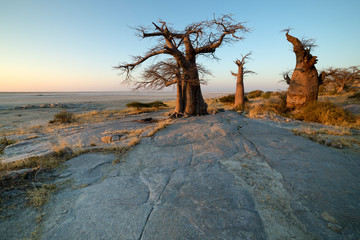 Baobab trees on Lekhubu island, Botswana.