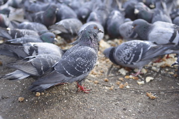 Obraz premium pigeons on the street