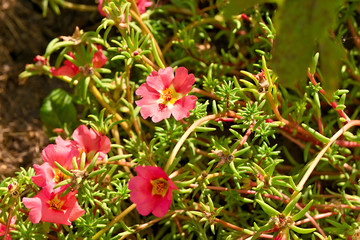 Multicolored flowers of portolac.