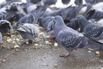 pigeons on the street