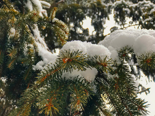Sprig of a tree, Christmas trees in the snow. Snow on the street of the city. The beginning of winter in Bakuriani