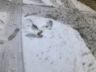 Traces of tires from the car and shoes in the snow. The beginning of winter in Bakuriani