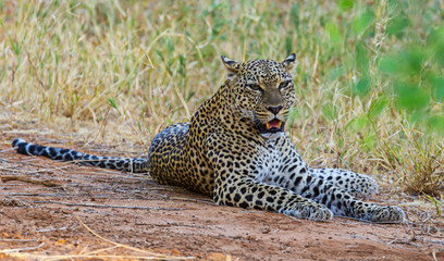 Leopard Panthera pardus lying down resting face forward green eyes sharp canine teeth long whiskers...