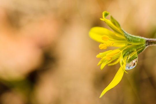Close up image of fresh bright yellow and green lilly flower, also called hairy star of Bethlehem flower with a raindrop, blurry brown background, sunny spring day in garden, copy space