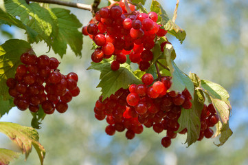 Branch of ripe viburnum
