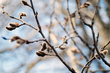 branch of a tree in winter