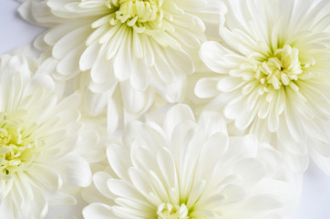 Floral pattern, daisy, photo
