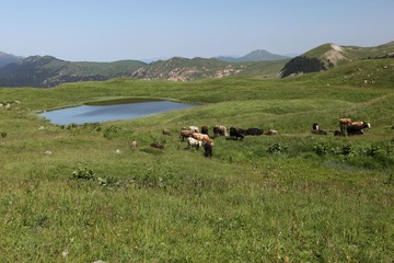 Forest lake summer landscape. Summer forest lake panorama. Forest lake shore view .savsat/artvin/turkey