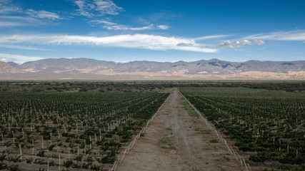 Fototapeta na wymiar Panoramic view of the winery in Cafayate. Argentina.