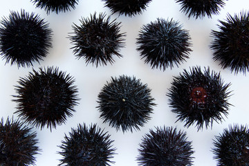 Cooking sea urchins. Seafood ingredients, food background