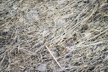 texture of hay