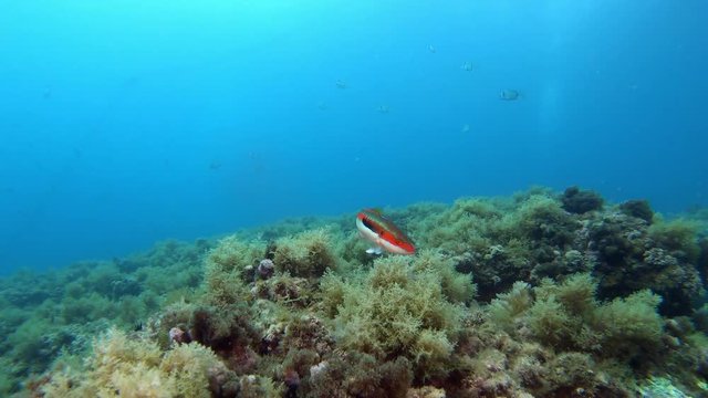 Ranbow wrasse fish swimming close to the camera - Scuba divimg in Majorca Spain