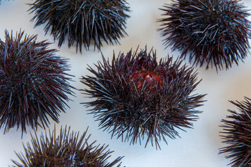 Cooking sea urchins. Seafood ingredients, food background
