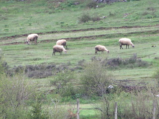 Sheep on a field