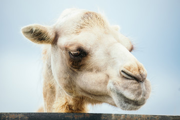 One camel portrait.