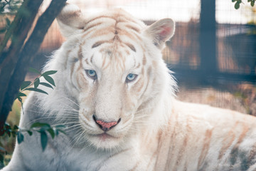 White tiger portrait.