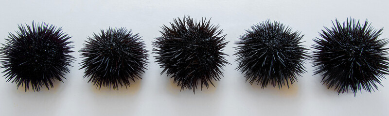 Cooking sea urchins. Seafood ingredients, food background
