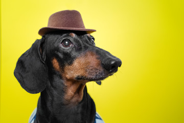 Portrait of cute dachshund dog, black and tan,   holding brown hat on head on  bright yellow background. Beach style.