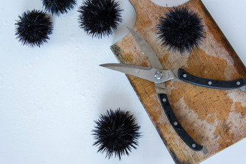 Cooking sea urchins. Seafood ingredients, food background