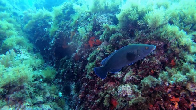 Blue peto fish swimming in a reef - Mediterranean sea marine life