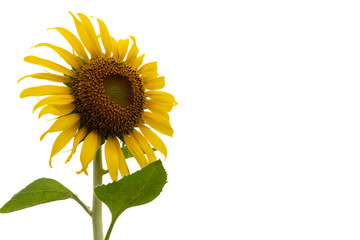 Sunflower in full bloom positioned at an angle and isolated on a white background with copy space