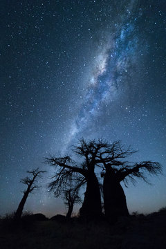 Baobab trees under the stars