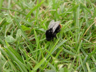 bamblebee