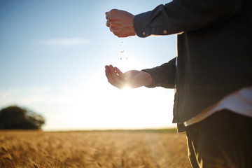 Amazing Hands Of A Farmer Close-up Holding A Handful Of Wheat Grains In A Wheat Field. Close Up Nature Photo Idea Of A Rich Harvest. Copy Space Of The Setting Sun Rays On Horizon In Rural Meadow.