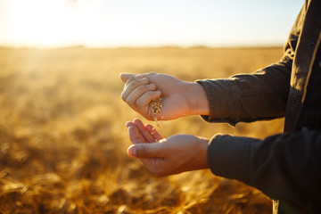 Amazing Hands Of A Farmer Close-up Holding A Handful Of Wheat Grains In A Wheat Field. Close Up Nature Photo Idea Of A Rich Harvest. Copy Space Of The Setting Sun Rays On Horizon In Rural Meadow.