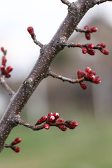 Young prune tree, spring, the beginning of flowering