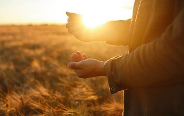 Plakat Amazing Hands Of A Farmer Close-up Holding A Handful Of Wheat Grains In A Wheat Field. Close Up Nature Photo Idea Of A Rich Harvest. Copy Space Of The Setting Sun Rays On Horizon In Rural Meadow.