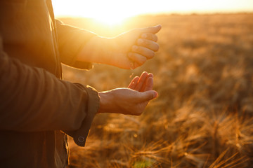 Fototapeta na wymiar Amazing Hands Of A Farmer Close-up Holding A Handful Of Wheat Grains In A Wheat Field. Close Up Nature Photo Idea Of A Rich Harvest. Copy Space Of The Setting Sun Rays On Horizon In Rural Meadow.