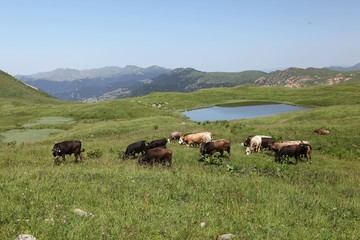 Fototapeta premium cows are returning home. savsat/artvin/turkey