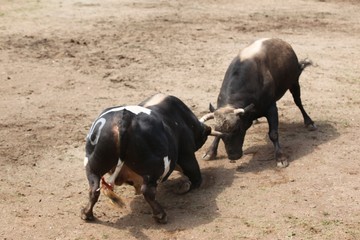 Fighting bull in the arena.artvin/turkey
