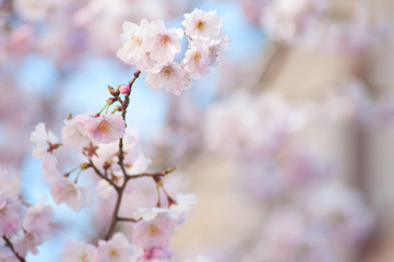 closeup of pink cherry blossom flowers at spring in a japanese garden