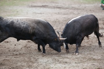 Fighting bull in the arena.artvin/turkey