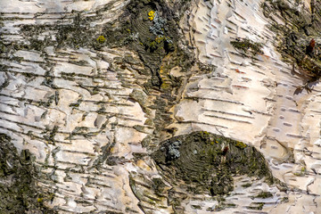 Texture of birch bark in spring.