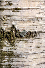 Texture of birch bark in spring.