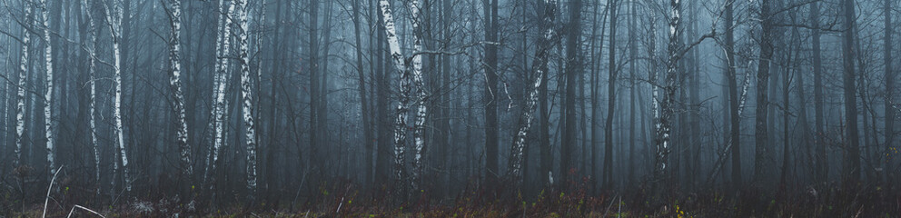 Misty forest panorama landscape