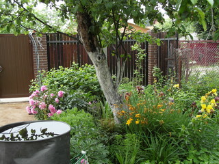 flowers in the garden