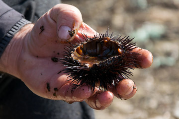 Close up view of man hands opens and cleans sea urchins, for take the eggs inside them.