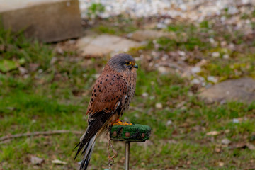 american kestrel placed laterally, perched on its green grass innkeeper. Background of green grass and some stones