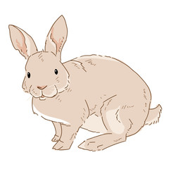 Vector illustration of rabbit on white background. Drawn bunny in color. Animal clipart drawn by hand.