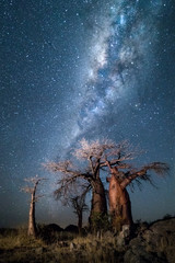 Baobab trees under the stars - obrazy, fototapety, plakaty