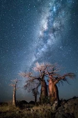 Zelfklevend Fotobehang Baobab trees under the stars © 2630ben