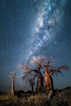 Baobab trees under the stars