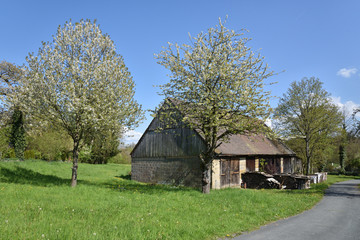 Fototapeta na wymiar cottage in spring with blossoming trees